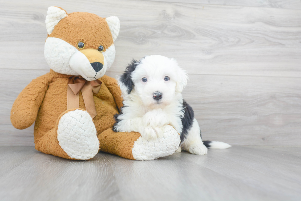 Mini Sheepadoodle Pup Being Cute