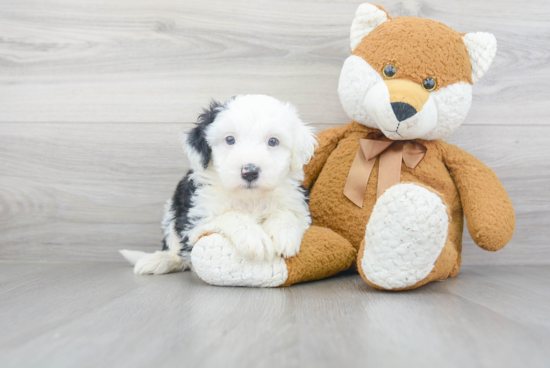 Mini Sheepadoodle Puppy for Adoption