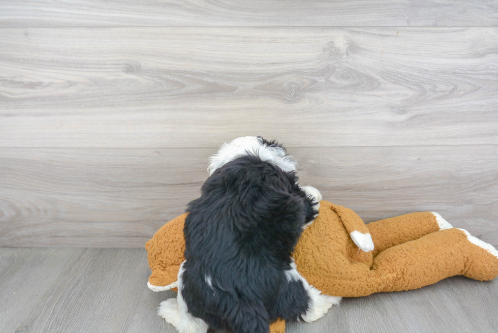 Mini Sheepadoodle Pup Being Cute