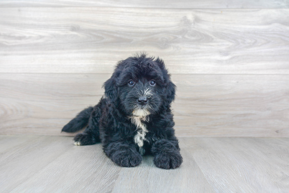 Mini Sheepadoodle Puppy for Adoption