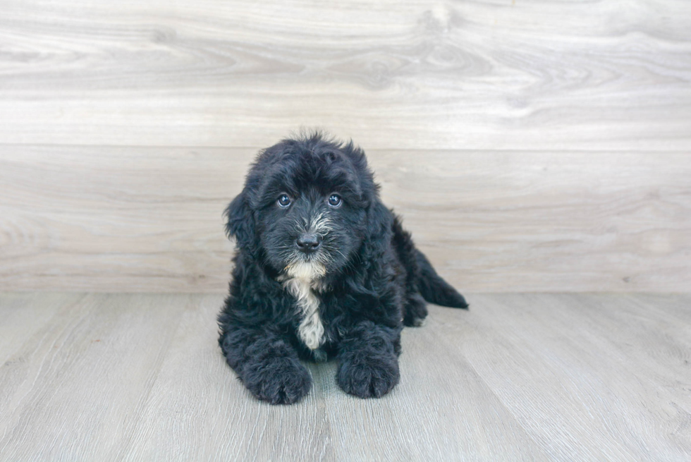 Mini Sheepadoodle Pup Being Cute