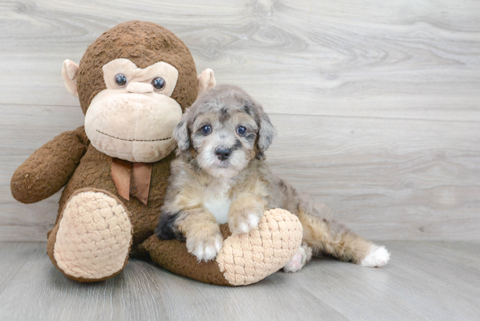 Mini Sheepadoodle Pup Being Cute