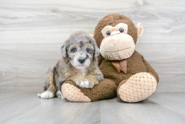 Best Mini Sheepadoodle Baby