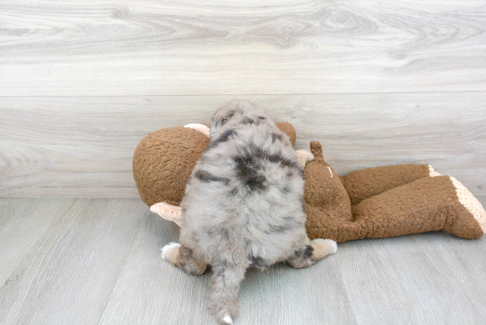 Mini Sheepadoodle Puppy for Adoption
