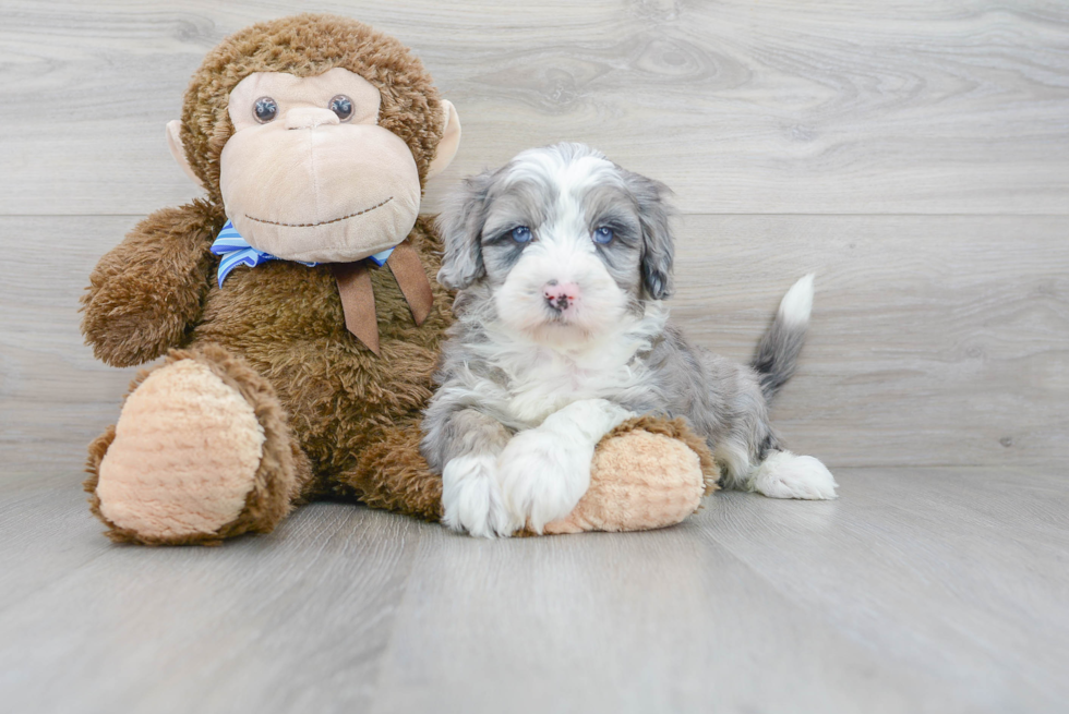 Mini Sheepadoodle Puppy for Adoption