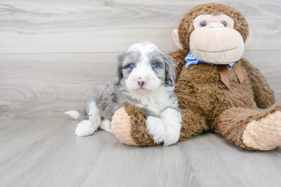 Best Mini Sheepadoodle Baby