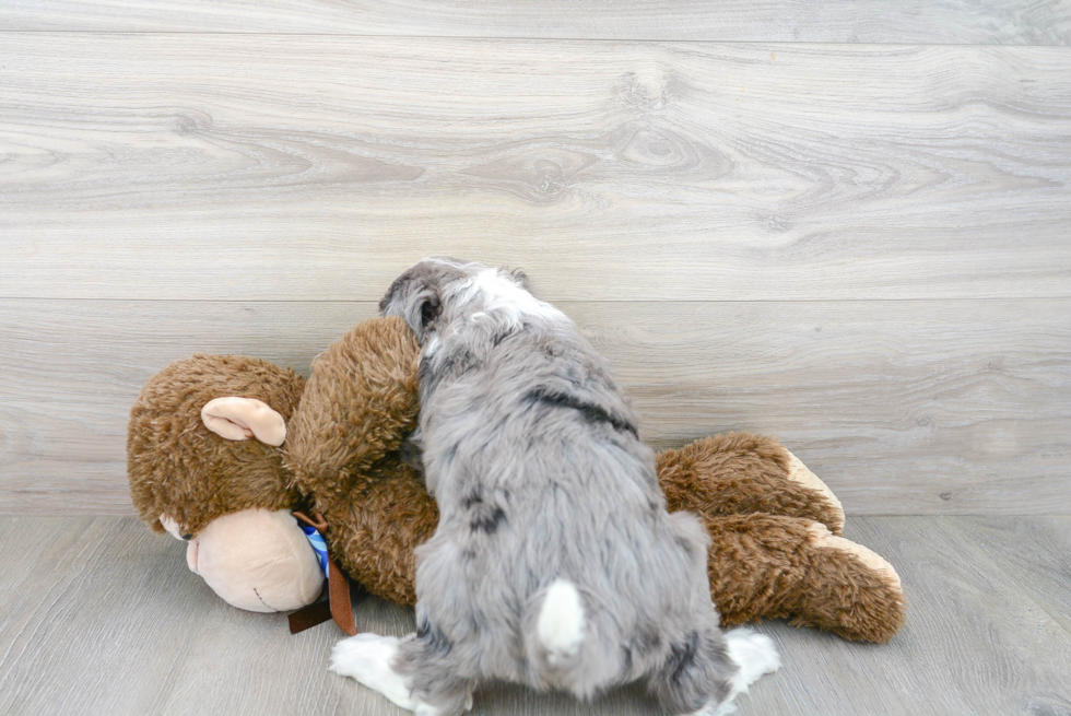 Energetic Sheep Dog Poodle Mix Puppy