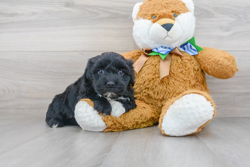 Best Mini Sheepadoodle Baby