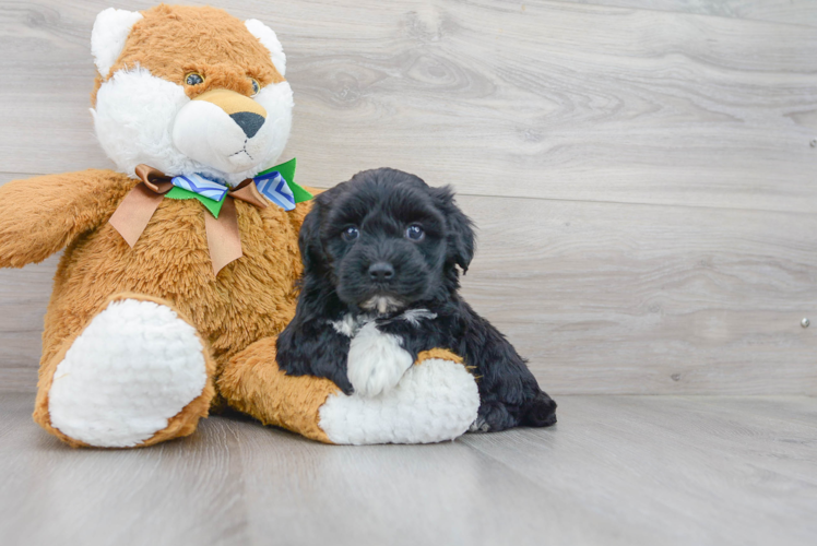 Best Mini Sheepadoodle Baby