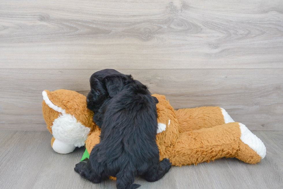 Sweet Mini Sheepadoodle Baby