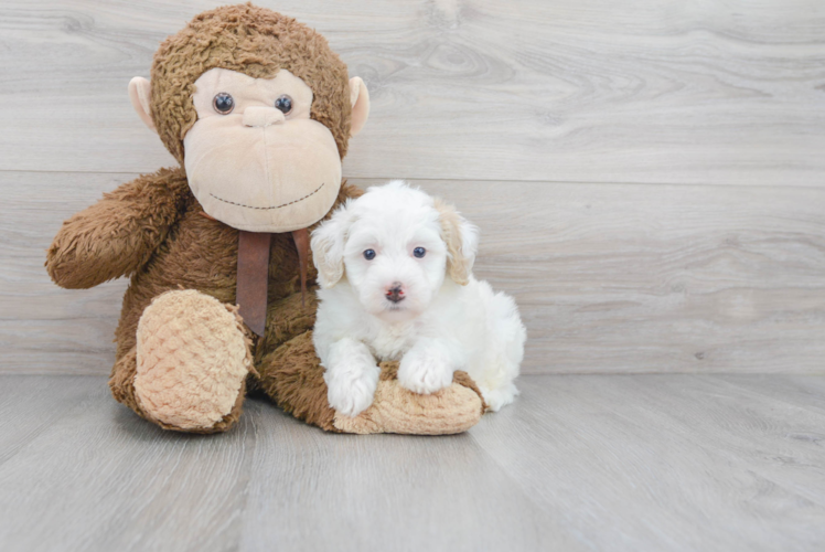 Adorable Sheep Dog Poodle Mix Puppy