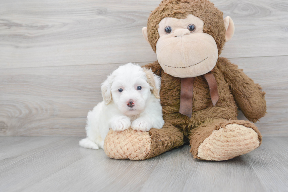 Cute Mini Sheepadoodle Baby