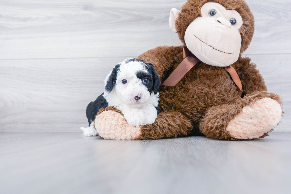 Friendly Mini Sheepadoodle Baby