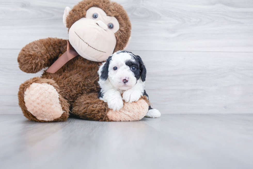 Cute Mini Sheepadoodle Baby