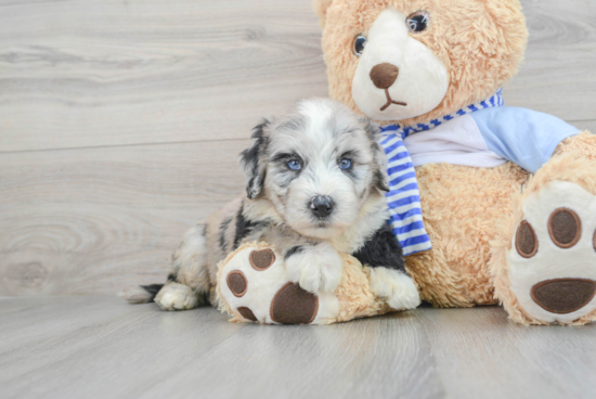 Best Mini Sheepadoodle Baby