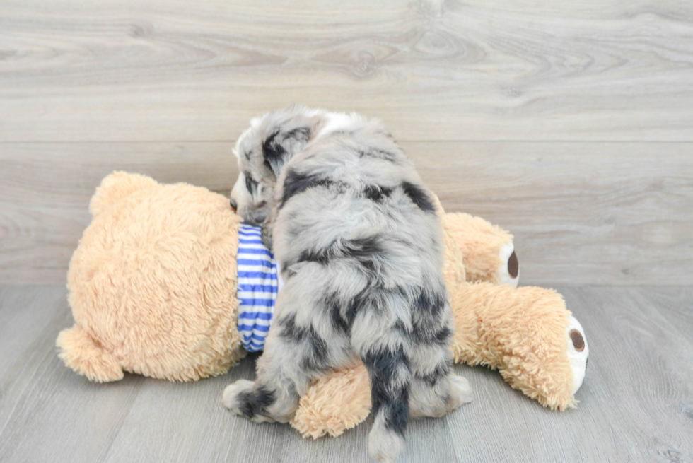 Fluffy Mini Sheepadoodle Poodle Mix Pup