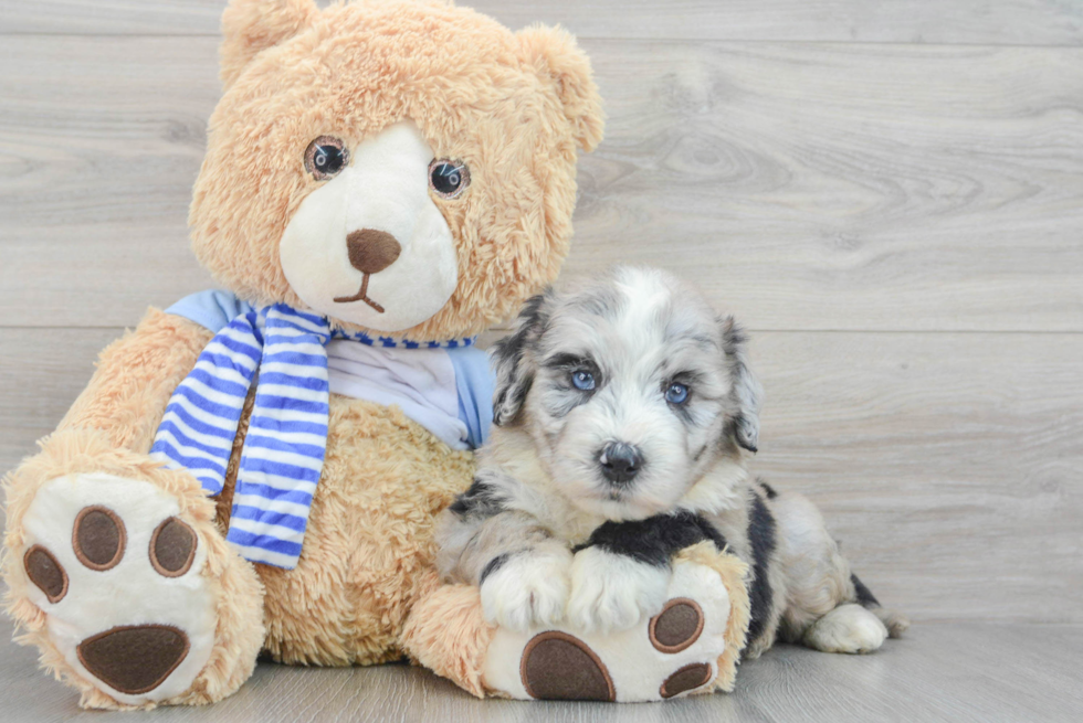 Friendly Mini Sheepadoodle Baby