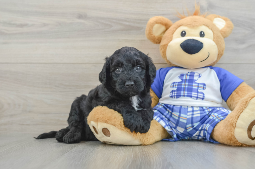 5 week old Mini Sheepadoodle Puppy For Sale - Premier Pups
