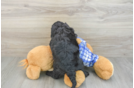Best Mini Sheepadoodle Baby