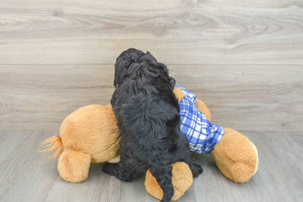 Best Mini Sheepadoodle Baby