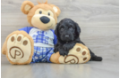 Adorable Sheepdogpoo Poodle Mix Puppy