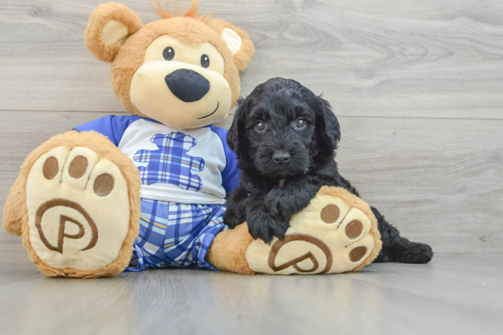 Adorable Sheepdogpoo Poodle Mix Puppy