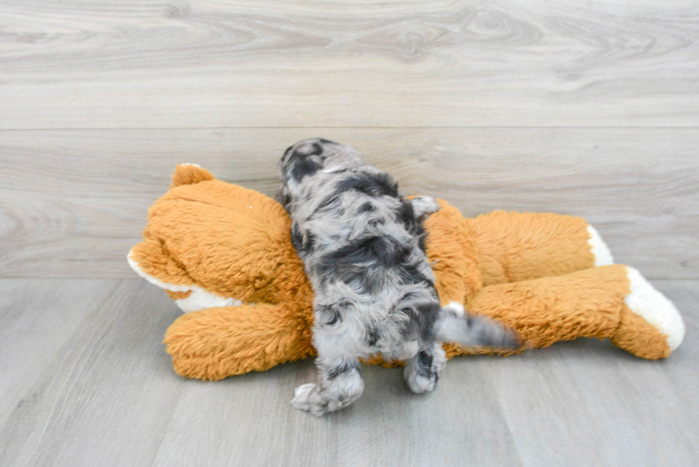 Mini Sheepadoodle Puppy for Adoption