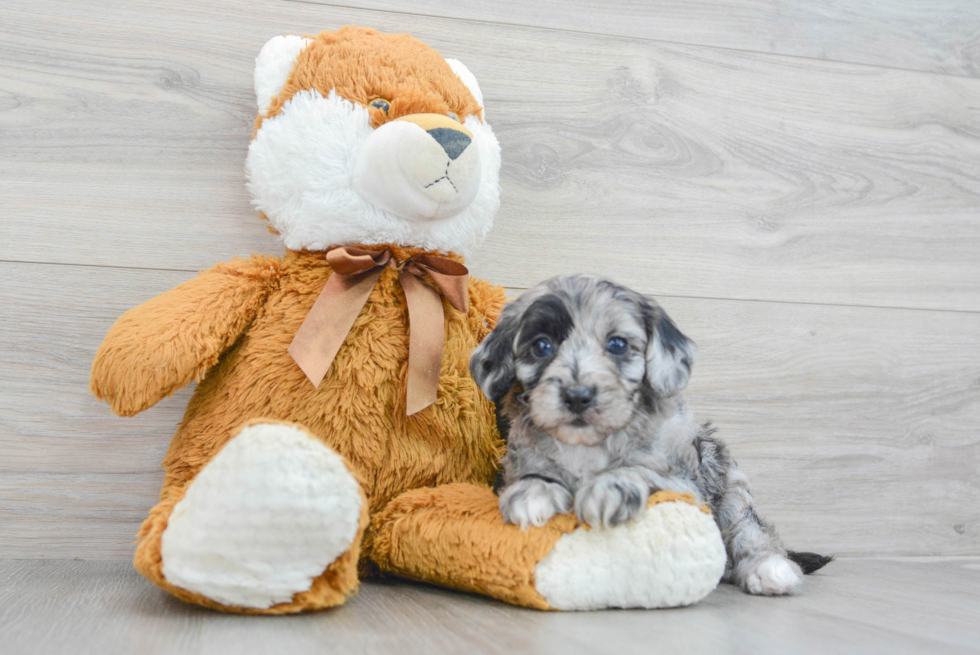 Adorable Sheep Dog Poodle Mix Puppy