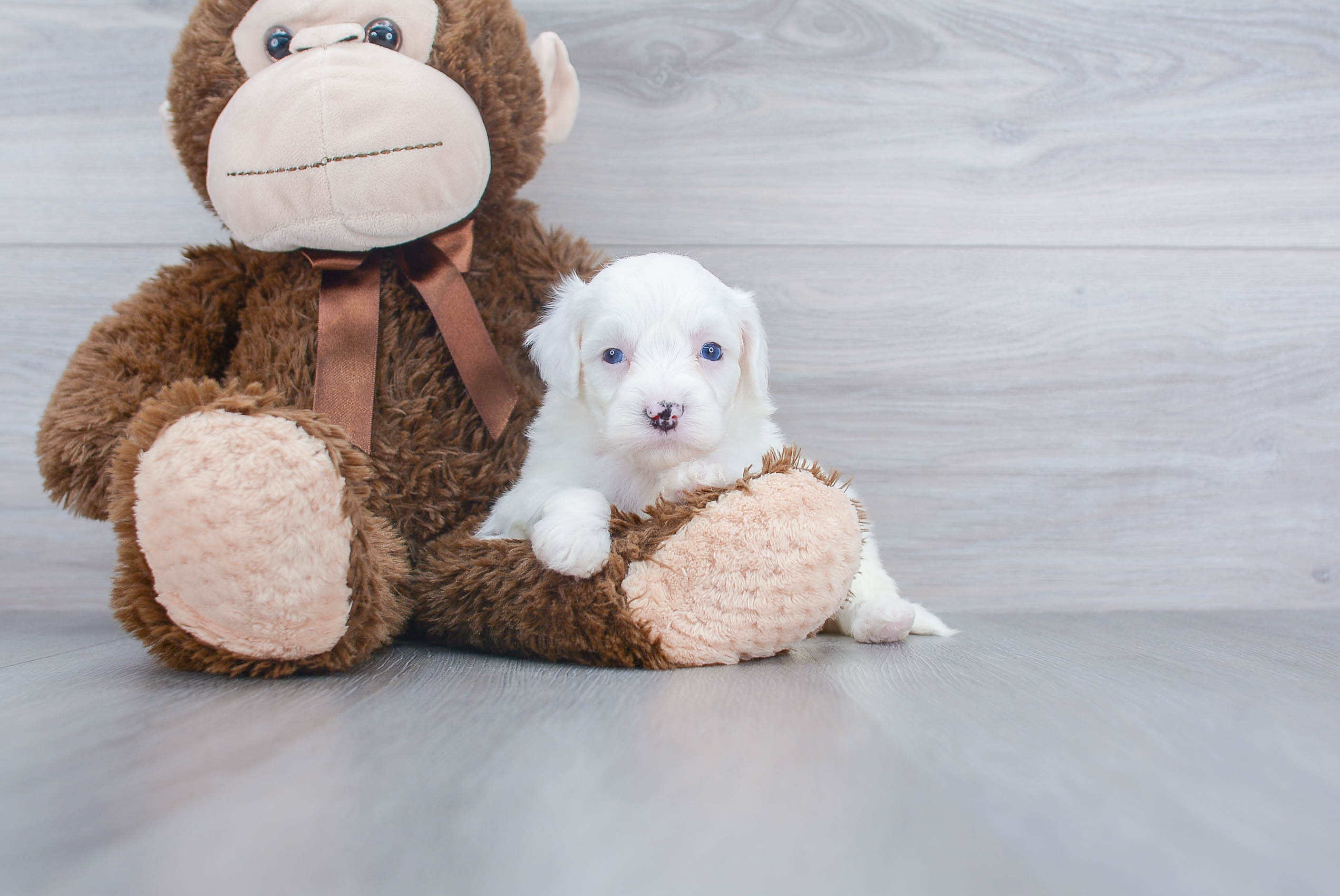 Sweet Mini Sheepadoodle Baby