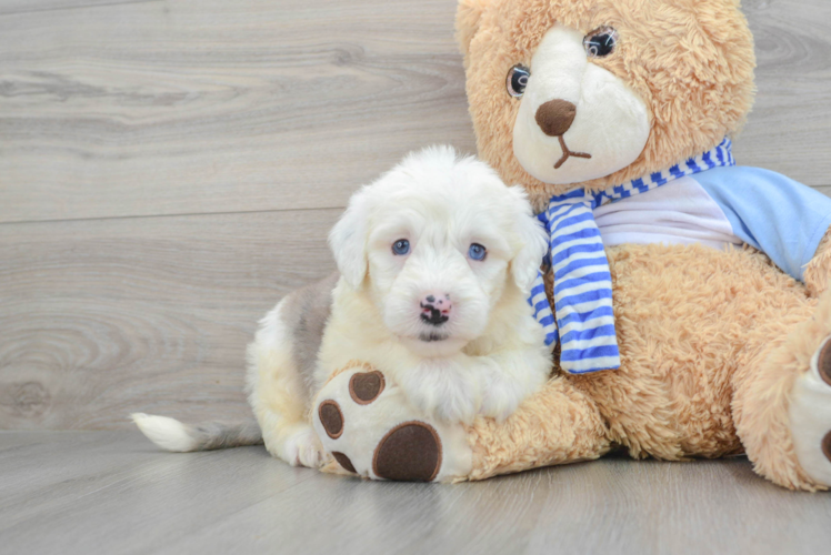 Best Mini Sheepadoodle Baby