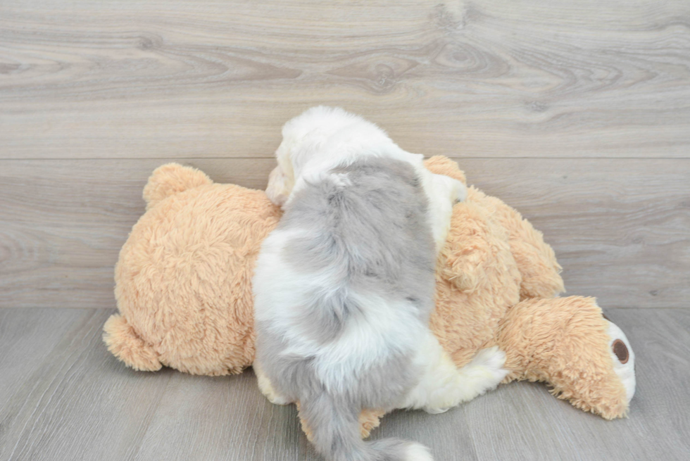 Little Sheep Dog Poodle Mix Puppy