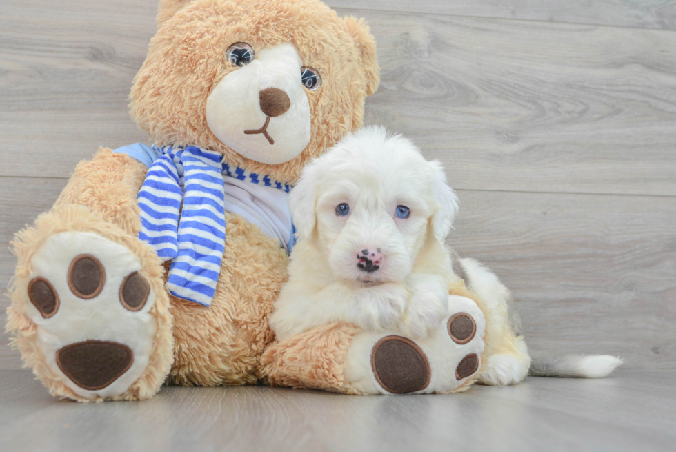 Sweet Mini Sheepadoodle Baby