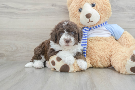 Funny Mini Sheepadoodle Poodle Mix Pup