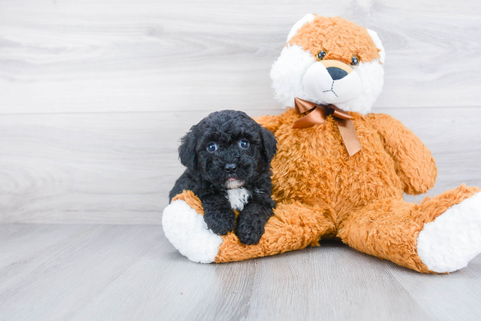 Mini Sheepadoodle Pup Being Cute