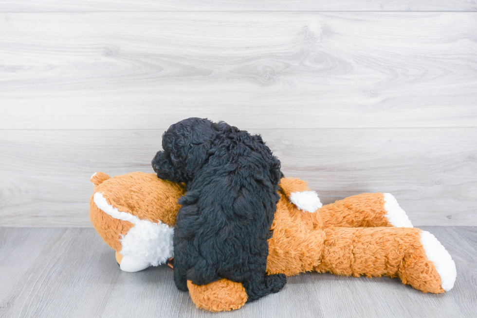 Playful Sheep Dog Poodle Mix Puppy