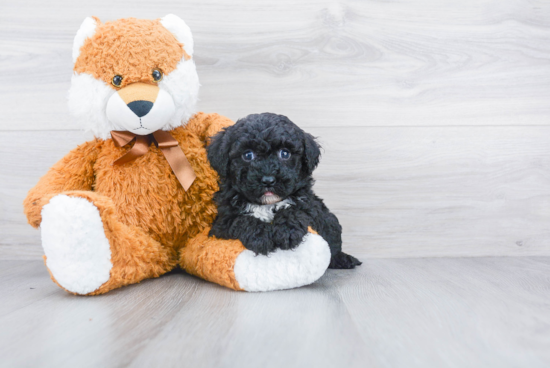 Smart Mini Sheepadoodle Poodle Mix Pup