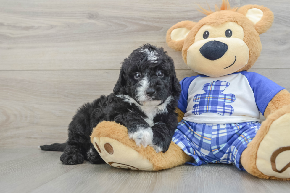 Funny Mini Sheepadoodle Poodle Mix Pup