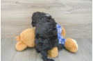 Best Mini Sheepadoodle Baby