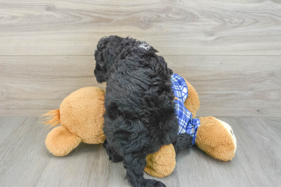 Best Mini Sheepadoodle Baby