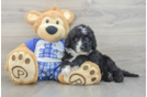Mini Sheepadoodle Pup Being Cute