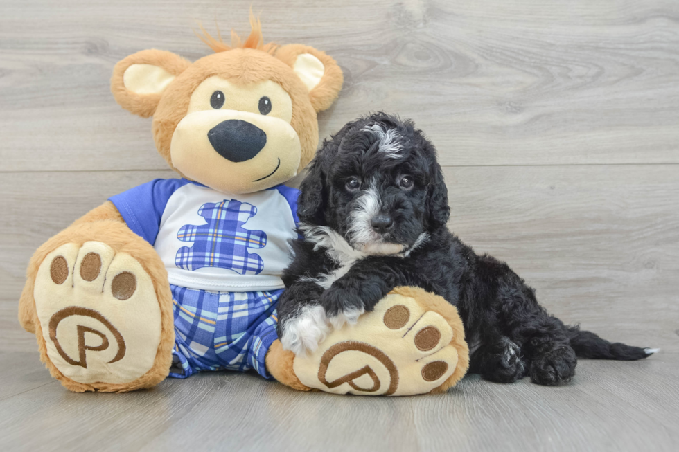 Mini Sheepadoodle Pup Being Cute