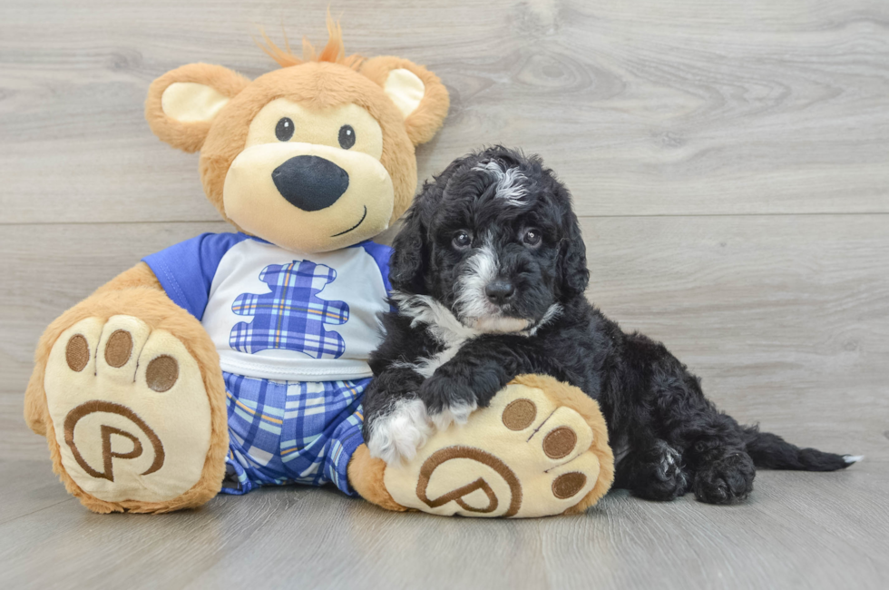 5 week old Mini Sheepadoodle Puppy For Sale - Premier Pups