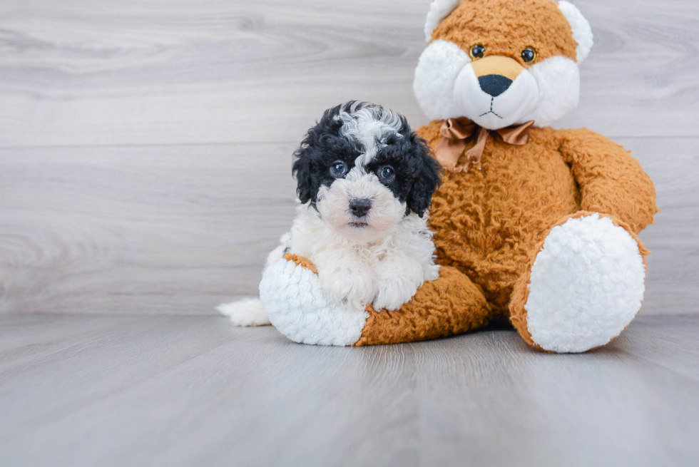 Best Mini Sheepadoodle Baby