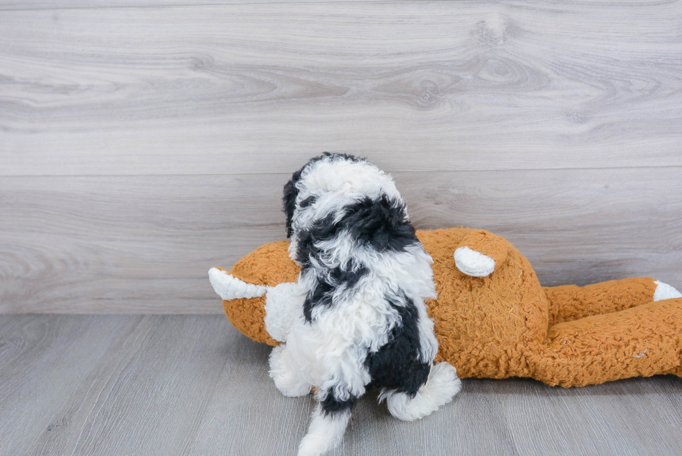 Hypoallergenic Sheep Dog Poodle Mix Puppy