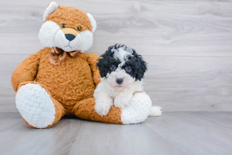 Mini Sheepadoodle Pup Being Cute