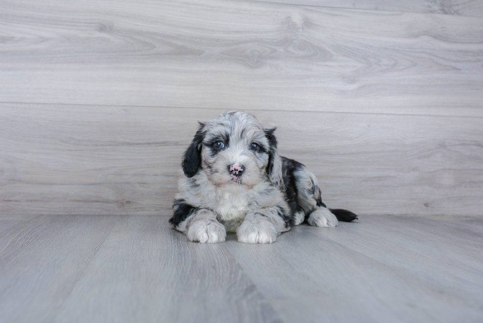 Popular Mini Sheepadoodle Poodle Mix Pup