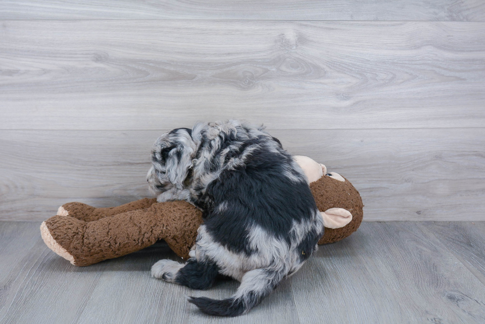 Mini Sheepadoodle Pup Being Cute