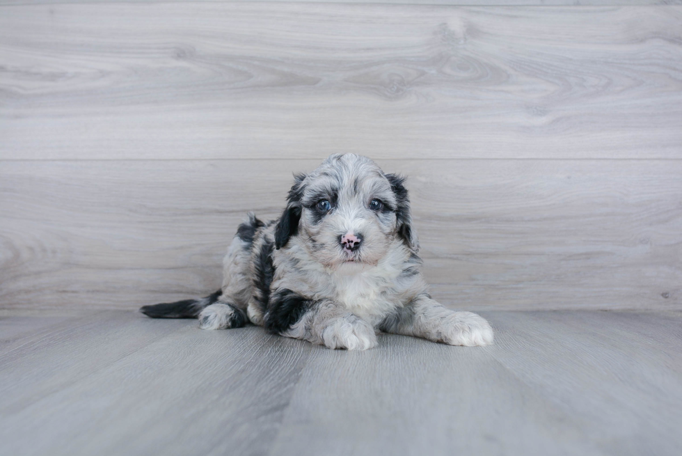 Best Mini Sheepadoodle Baby