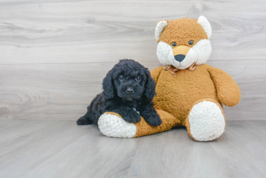 Mini Sheepadoodle Pup Being Cute