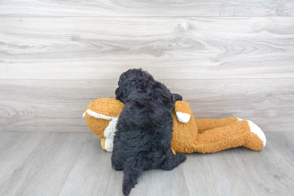 Mini Sheepadoodle Pup Being Cute